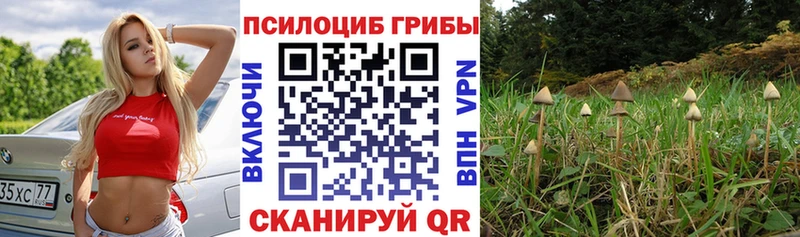 Псилоцибиновые грибы Cubensis  Нерчинск 